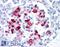Islet Amyloid Polypeptide antibody, LS-B35, Lifespan Biosciences, Immunohistochemistry frozen image 