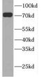 GTP Binding Protein 1 antibody, FNab03719, FineTest, Western Blot image 