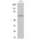 Centrosomal Protein 70 antibody, LS-C382651, Lifespan Biosciences, Western Blot image 