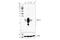 Mucin 1, Cell Surface Associated antibody, 16564S, Cell Signaling Technology, Western Blot image 