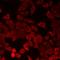 Chondromodulin antibody, orb412474, Biorbyt, Immunofluorescence image 