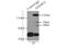 ADAM Metallopeptidase Domain 12 antibody, 14139-1-AP, Proteintech Group, Immunoprecipitation image 