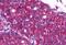 Adrenoceptor Beta 2 antibody, MBS247501, MyBioSource, Immunohistochemistry paraffin image 