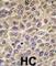 Integrin Linked Kinase antibody, abx033576, Abbexa, Western Blot image 