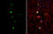 TLE Family Member 1, Transcriptional Corepressor antibody, GTX110092, GeneTex, Immunocytochemistry image 