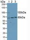 Kinesin Family Member 2A antibody, MBS2027872, MyBioSource, Western Blot image 