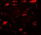 Late Endosomal/Lysosomal Adaptor, MAPK And MTOR Activator 3 antibody, A08040, Boster Biological Technology, Immunofluorescence image 