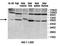 Protein O-Glucosyltransferase 2 antibody, orb78137, Biorbyt, Western Blot image 