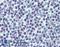 Upstream Binding Transcription Factor antibody, LS-B6167, Lifespan Biosciences, Immunohistochemistry paraffin image 