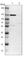 Coiled-Coil Domain Containing 186 antibody, HPA018019, Atlas Antibodies, Western Blot image 