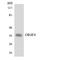 Olfactory Receptor Family 4 Subfamily F Member 4 antibody, LS-C200360, Lifespan Biosciences, Western Blot image 