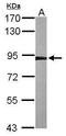 Calnexin antibody, PA5-34804, Invitrogen Antibodies, Western Blot image 