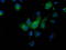 Mahogunin Ring Finger 1 antibody, TA502673, Origene, Immunofluorescence image 