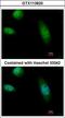 RAD23 Homolog B, Nucleotide Excision Repair Protein antibody, LS-C155358, Lifespan Biosciences, Immunofluorescence image 