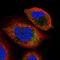 Arylsulfatase Family Member K antibody, PA5-59964, Invitrogen Antibodies, Immunofluorescence image 