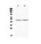 Paired Box 8 antibody, A00943-1, Boster Biological Technology, Western Blot image 