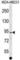 ALS2 C-Terminal Like antibody, abx029627, Abbexa, Western Blot image 