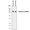 Serpin Family G Member 1 antibody, MAB2488, R&D Systems, Western Blot image 