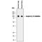 Serpin Family G Member 1 antibody, MAB2488, R&D Systems, Western Blot image 