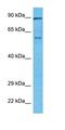 Thymocyte Selection Associated High Mobility Group Box antibody, orb329736, Biorbyt, Western Blot image 