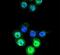 Aldose reductase antibody, PA5-12315, Invitrogen Antibodies, Immunofluorescence image 