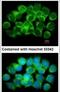 Adenosylhomocysteinase antibody, PA5-27400, Invitrogen Antibodies, Immunofluorescence image 
