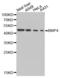 Bone Morphogenetic Protein 4 antibody, abx001316, Abbexa, Western Blot image 