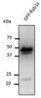 RAB1A, Member RAS Oncogene Family antibody, LS-B9788, Lifespan Biosciences, Western Blot image 