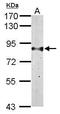 GDH antibody, GTX101500, GeneTex, Western Blot image 