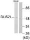 Dihydrouridine Synthase 2 antibody, TA315550, Origene, Western Blot image 
