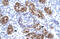 Zinc Finger Homeobox 2 antibody, 27-536, ProSci, Immunohistochemistry frozen image 
