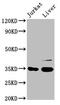 Growth Arrest Specific 2 antibody, CSB-PA009265LA01HU, Cusabio, Western Blot image 