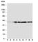 Crk-like protein antibody, R30906, NSJ Bioreagents, Western Blot image 
