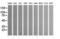 Aldehyde Dehydrogenase 1 Family Member A3 antibody, CF502840, Origene, Western Blot image 