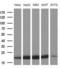 NADH:Ubiquinone Oxidoreductase Subunit B11 antibody, LS-C791314, Lifespan Biosciences, Western Blot image 