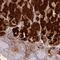 Pepsin A antibody, PA5-61360, Invitrogen Antibodies, Immunohistochemistry frozen image 