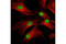 Regulator Of Chromosome Condensation 2 antibody, 5104S, Cell Signaling Technology, Immunofluorescence image 