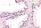 Zic Family Member 5 antibody, GTX15965, GeneTex, Immunohistochemistry paraffin image 