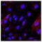 Plasmalemma Vesicle Associated Protein antibody, NBP2-19868, Novus Biologicals, Immunofluorescence image 