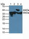 Fructosamine 3 Kinase antibody, LS-C373634, Lifespan Biosciences, Western Blot image 