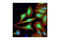 Eukaryotic Translation Initiation Factor 4E Binding Protein 1 antibody, 9644T, Cell Signaling Technology, Immunocytochemistry image 