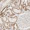 Mitochondrial Intermediate Peptidase antibody, NBP1-82645, Novus Biologicals, Immunohistochemistry frozen image 