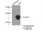 MYST/Esa1 Associated Factor 6 antibody, 26465-1-AP, Proteintech Group, Immunoprecipitation image 