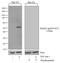 SMAD2 antibody, 701582, Invitrogen Antibodies, Western Blot image 