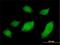 Ubiquilin 1 antibody, H00029979-M01, Novus Biologicals, Immunofluorescence image 