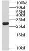 Proteasome Subunit Alpha 7 antibody, FNab06866, FineTest, Western Blot image 