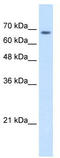 Transmembrane 9 Superfamily Member 1 antibody, TA335692, Origene, Western Blot image 