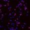 Interleukin 24 antibody, MAB2786, R&D Systems, Immunocytochemistry image 