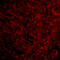 Presenilin 1 antibody, 4203, ProSci, Immunofluorescence image 