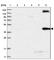 TRNA Methyltransferase 2 Homolog B antibody, HPA035120, Atlas Antibodies, Western Blot image 